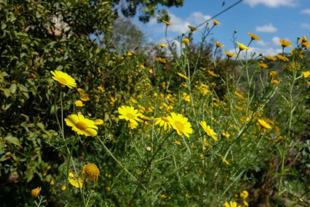 Natural Reserve Apartment Zikhron Ya‘akov Luaran gambar